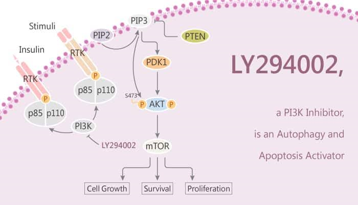 mechanism of action of LY294002